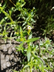 Gratiola quartermaniae