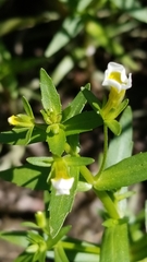 Gratiola quartermaniae