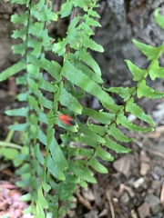 Coccobaphes frontifer