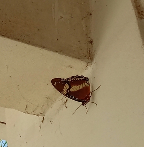Great Eggfly