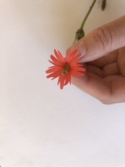 Silene laciniata laciniata