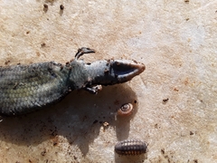 Plestiodon anthracinus