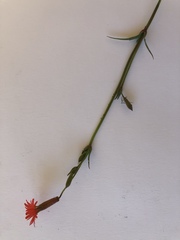 Silene laciniata laciniata