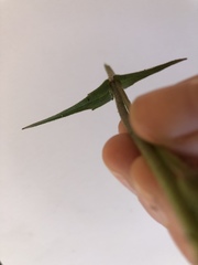 Silene laciniata laciniata