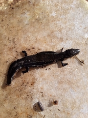 Plestiodon anthracinus