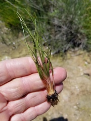 Isoetes butleri