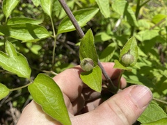 Clematis viorna
