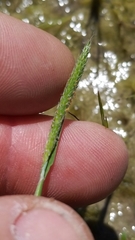 Alopecurus carolinianus