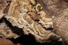 Auricularia mesenterica