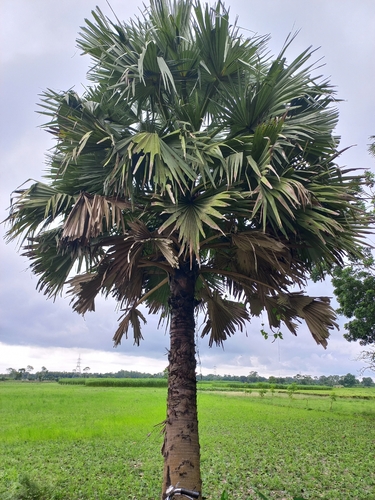 Asian Palmyra Palm