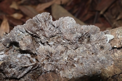 Auricularia mesenterica