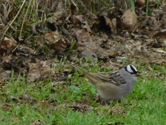 Zonotrichia leucophrys