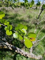 Crataegus reverchonii