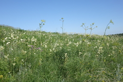 Peucedanum morisonii, photograph (c) Oleg Kosterin, some rights reserved (CC BY)