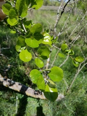 Crataegus reverchonii