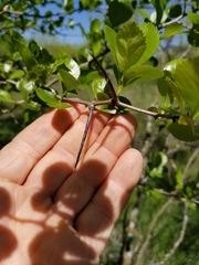 Crataegus reverchonii
