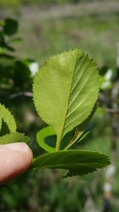 Crataegus reverchonii