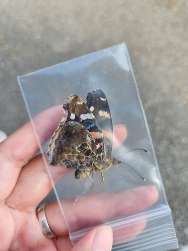 Indian Red Admiral