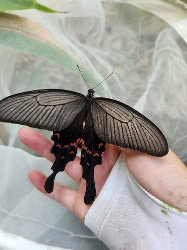 Long-tail Spangle Swallowtail