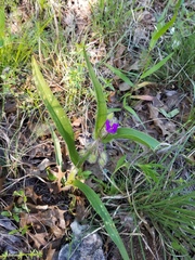 Tradescantia tharpii