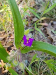 Tradescantia tharpii