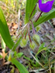 Tradescantia tharpii