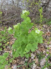 Alliaria petiolata