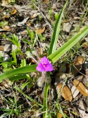 Tradescantia tharpii