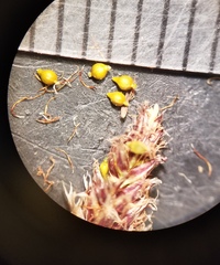 Eleocharis acutisquamata