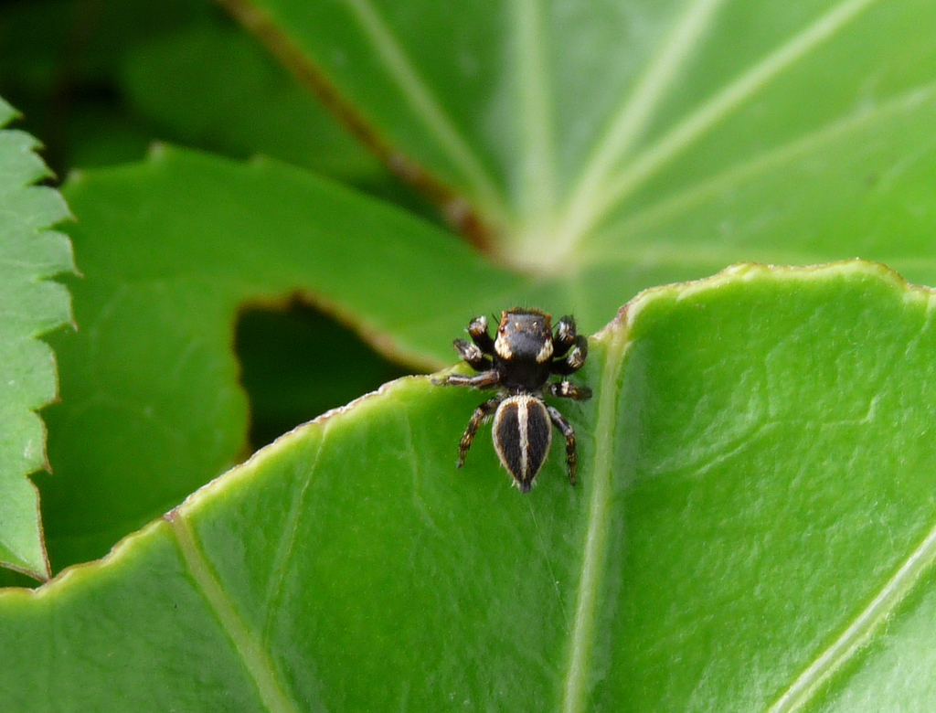 Evarcha selenaria