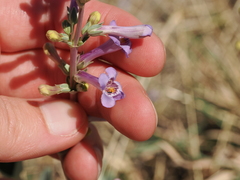 Penstemon fendleri