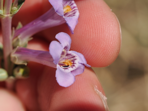 Penstemon fendleri, photograph 2