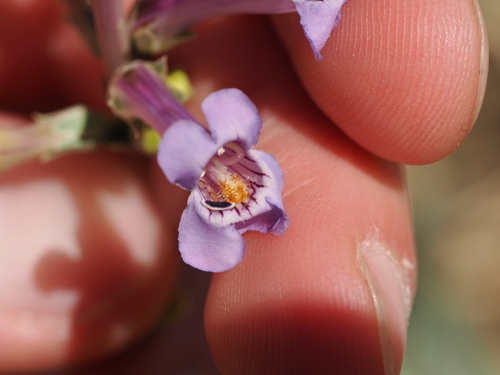 Penstemon fendleri, photograph 1