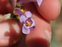 (c) Joseph Aubert, some rights reserved (CC BY) Penstemon fendleri, photograph (c) Joseph Aubert, some rights reserved (CC BY)
