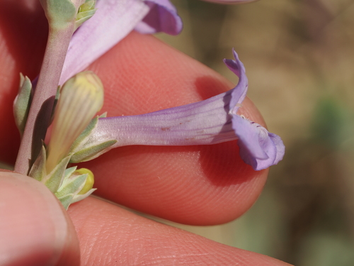 Penstemon fendleri, photograph 3