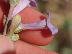 (c) Joseph Aubert, some rights reserved (CC BY) Penstemon fendleri, photograph (c) Joseph Aubert, some rights reserved (CC BY)