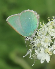 Callophrys viridis