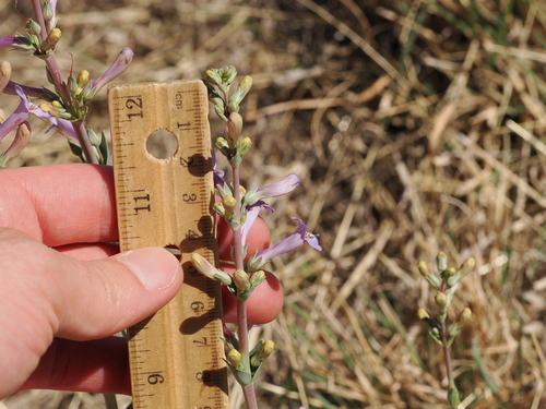 Penstemon fendleri, photograph 6