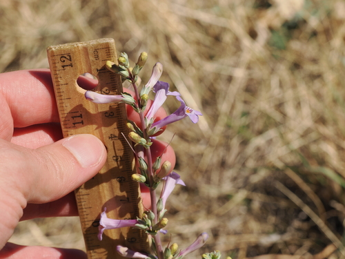 Penstemon fendleri, photograph 5