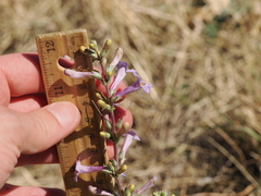 (c) Joseph Aubert, some rights reserved (CC BY) Penstemon fendleri, photograph (c) Joseph Aubert, some rights reserved (CC BY)