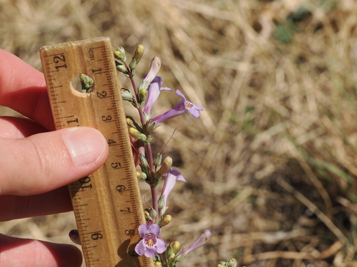 Penstemon fendleri, photograph 4
