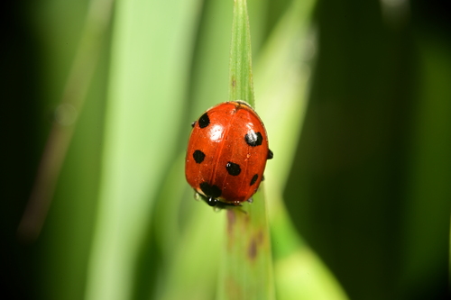 Seven-spotted Lady Beetle