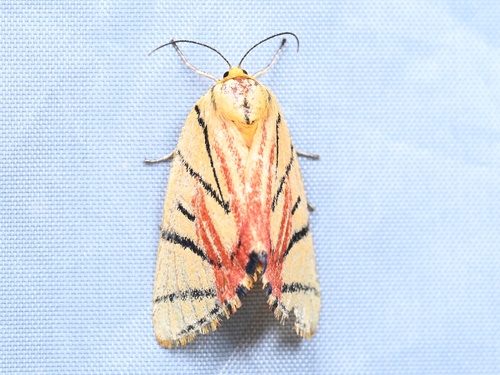 Camptoloma interiorata