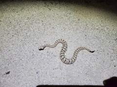 Crotalus cerastes cerastes