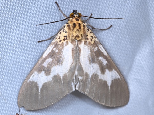 Asota tortuosa