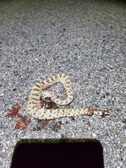 Crotalus cerastes cerastes