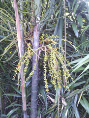 Ptychosperma macarthurii