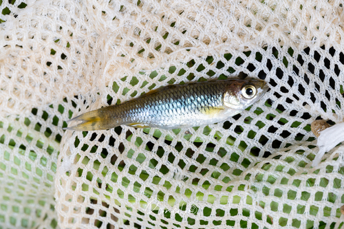 Nodoa Minnow