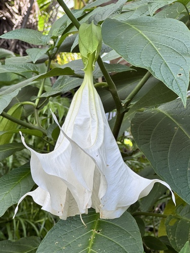 Brugmansia arborea, 2026-08-06