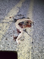 Crotalus cerastes cerastes